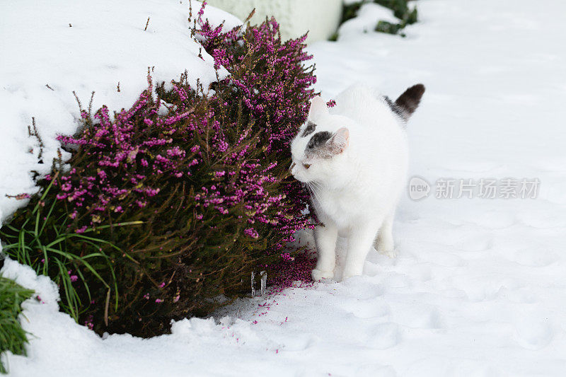 长着黑斑的白猫嗅着雪地里的石南花