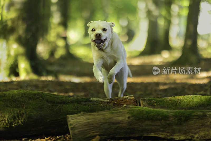 拉布拉多犬在林地中奔跑