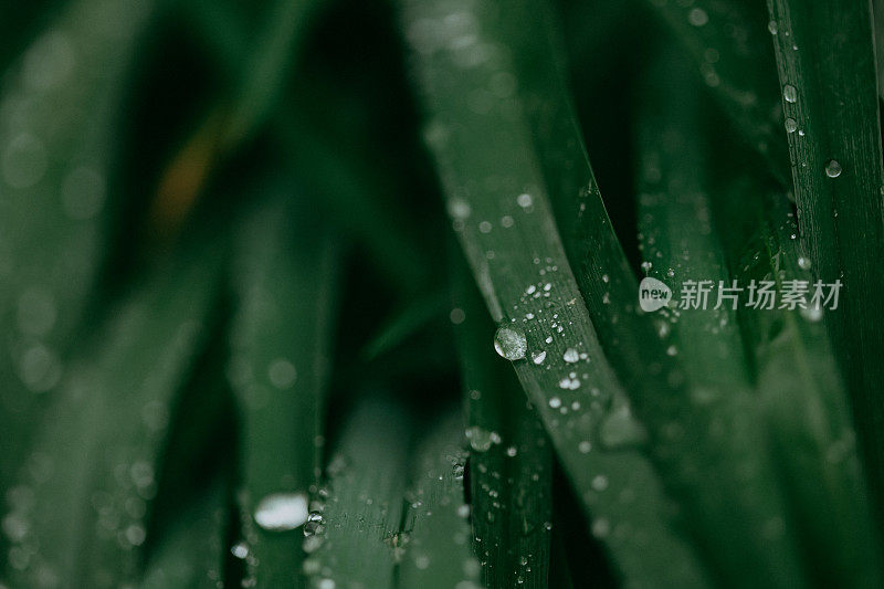 叶子与雨滴