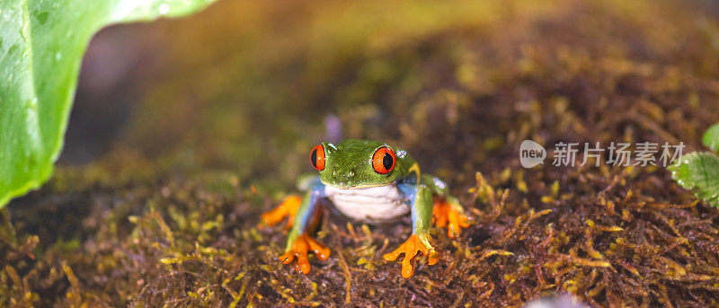 青蛙长着大大的红眼睛，坐在潮湿的苔藓上