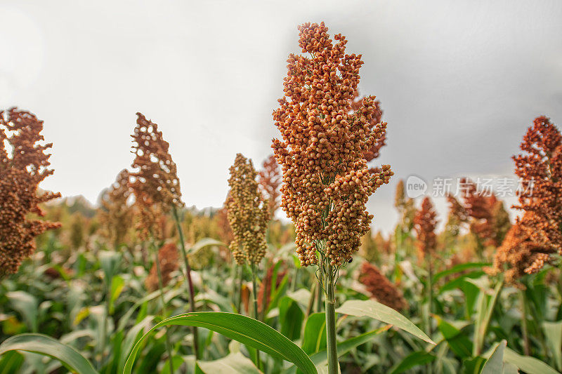 收获季节的高粱田