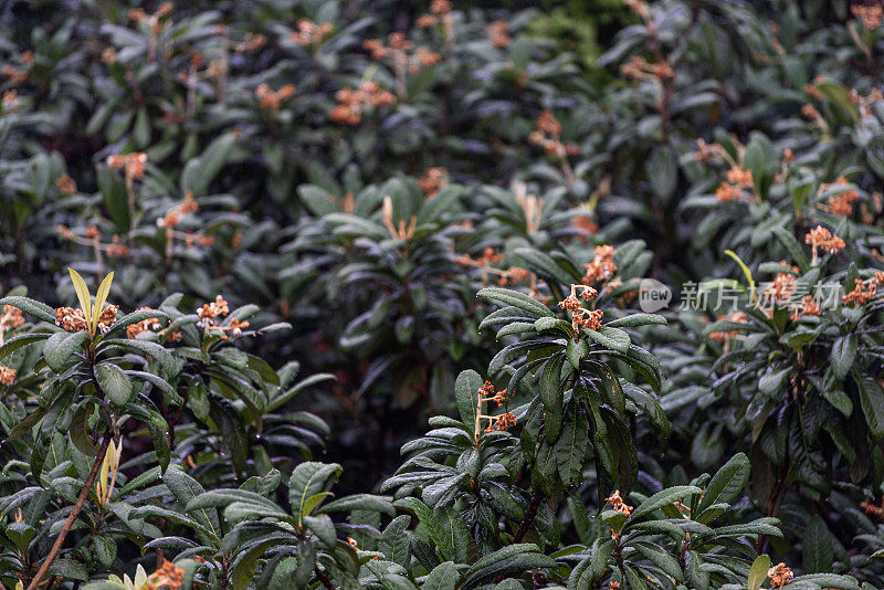 雨后枇杷树上的花