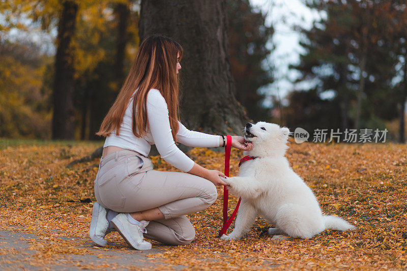 在公园里，一名年轻女子在教她的萨摩耶犬在户外伸伸爪子或摇一摇