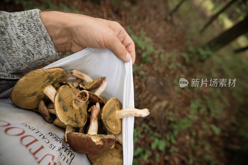 在森林里穿着t恤收集可食用蘑菇的人