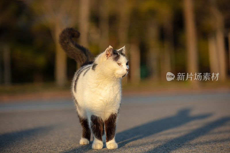 黑白流浪猫。