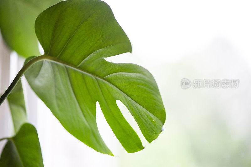 怪物植物靠在带有复制空间的窗户上