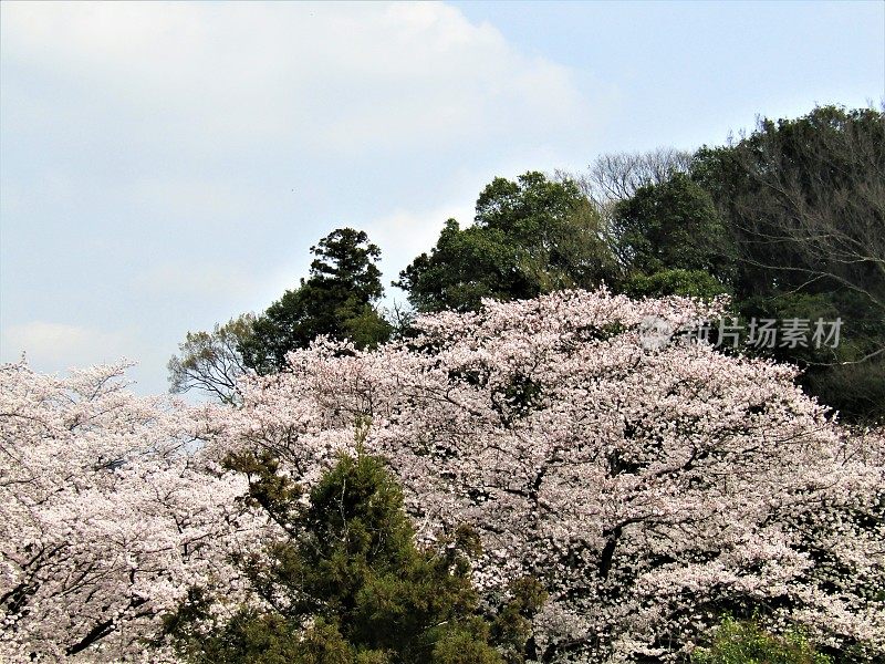 日本。三月底。到处都是樱花。