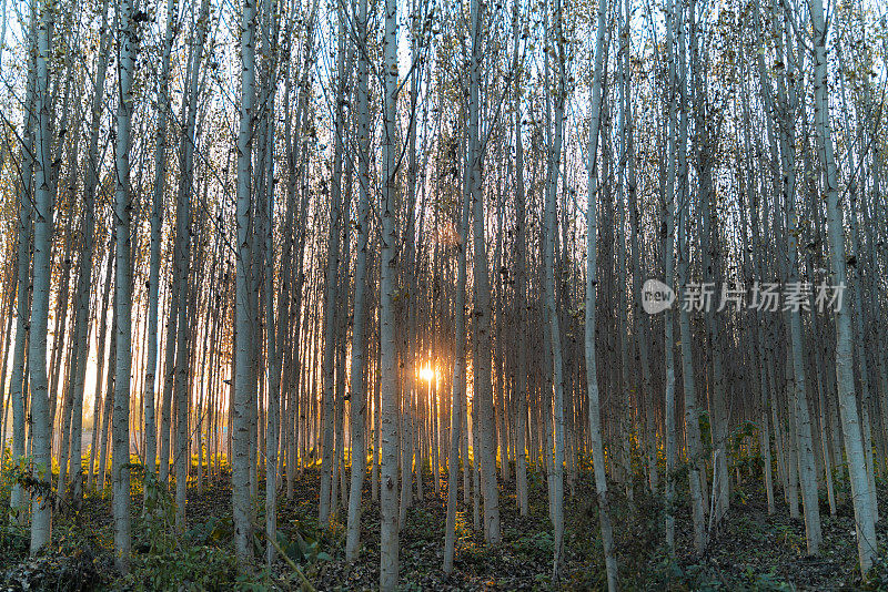 排和交错的杨树背景照片