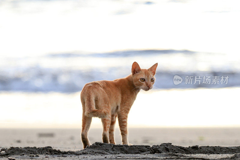 在亚齐日落时，猫在沙滩上放松的后视图