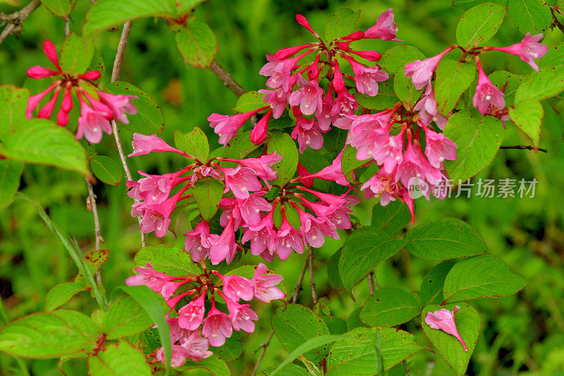 锦带花:花