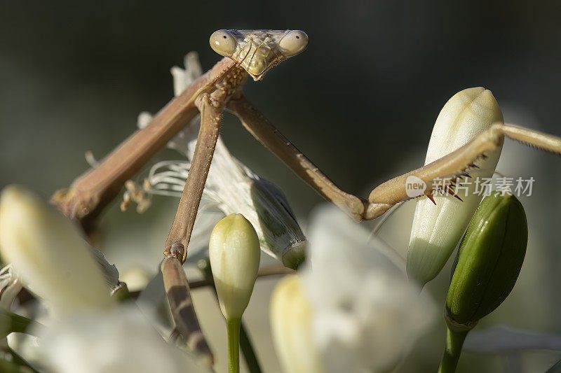 竹节虫(phasmatoia)