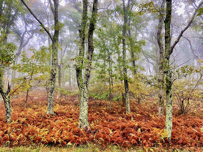 雾中的树林，谢南多厄国家公园，弗吉尼亚州(美国)