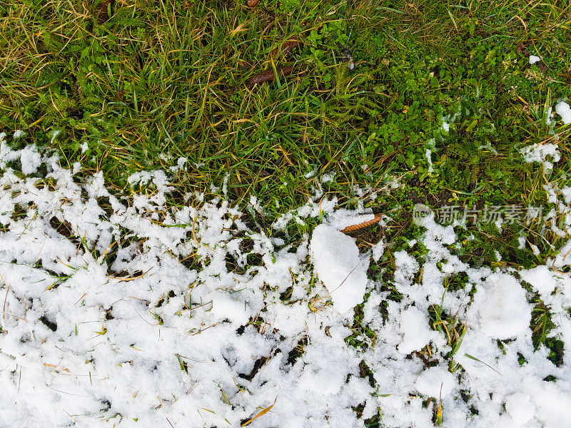 绿草地上的雪。绿色草坪上的积雪正在融化。雪的草坪。冬天。