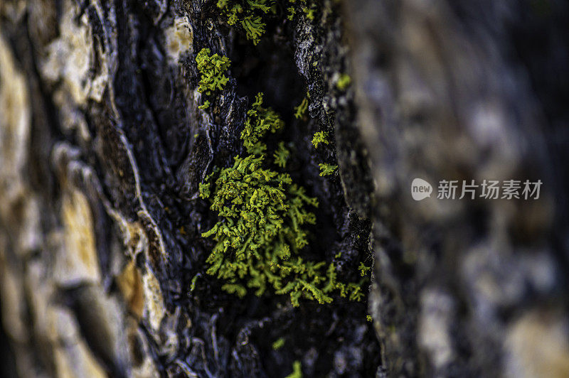 靠近苔藓生长在一棵粗糙的树上，大自然的美宏观