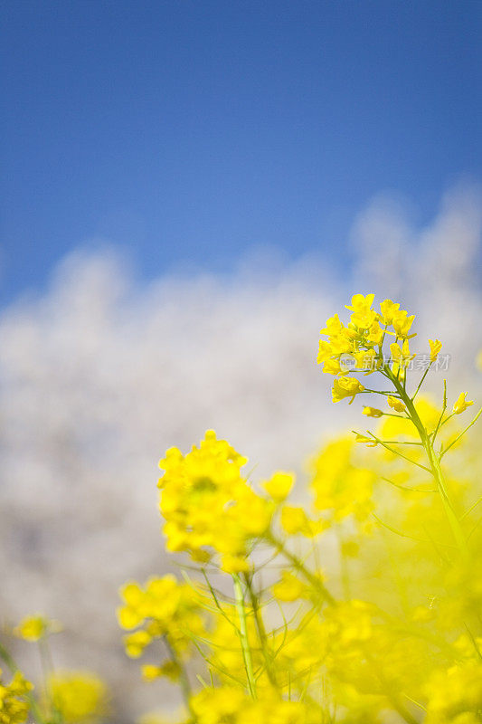 油菜花和樱花