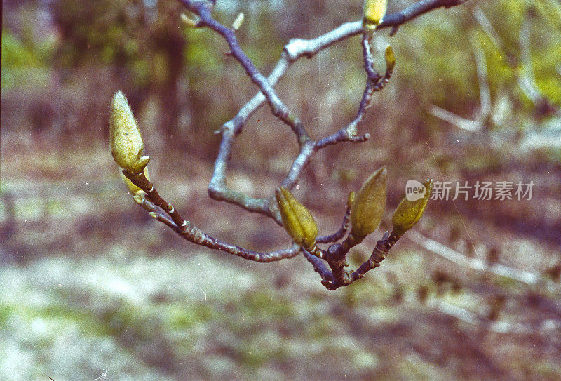 初春灌木蓓蕾