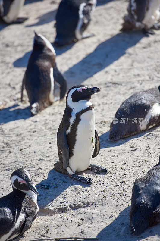 南非卵石海滩上的黑脚企鹅