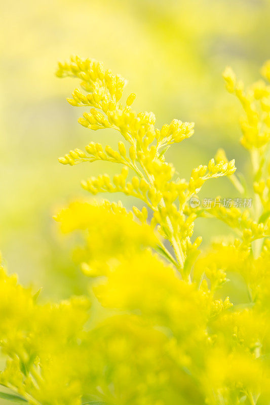 黄花属植物