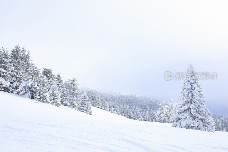 冬天的风景。圣诞节的仙境。神奇的森林。松林覆盖着粉雪完美的雪道外深雪滑雪。高山景观意大利阿尔卑斯山滑雪场。滑雪胜地意大利，欧洲。