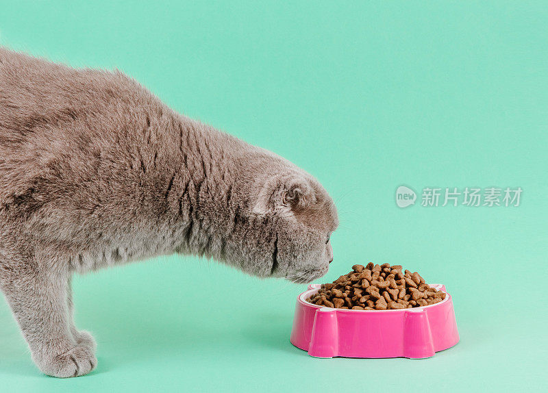 一只灰色的苏格兰猫正在吃粉红猫碗里的干粮。青绿色的背景。