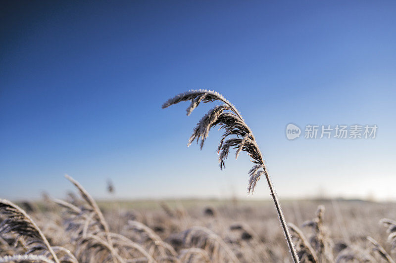 在清晨日出时，农村寒冷的冬季景观中冰冻的芦苇