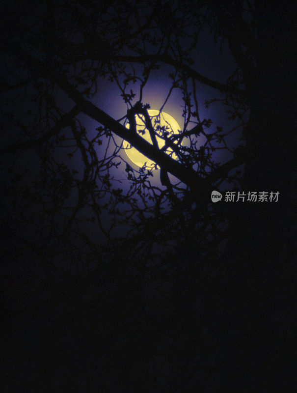 初春的夜晚，透过树枝看到的满月