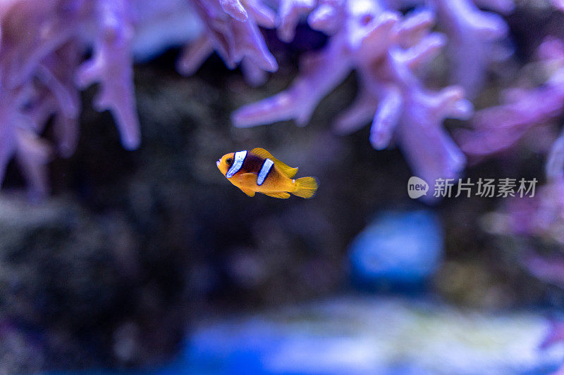 在水族馆的珊瑚林中的鳍状角兽