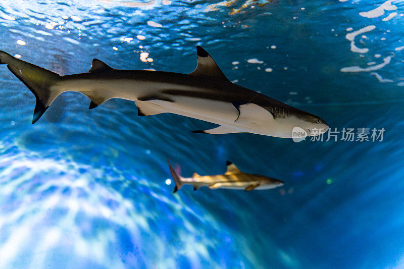 在水族馆里游泳的黑鳍鲨