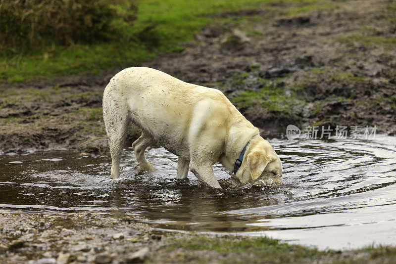 黄色拉布拉多寻回犬在泥坑里嬉戏