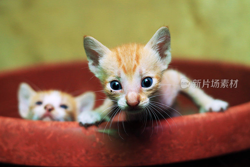 可爱的小猫正对着镜头放松