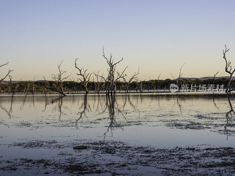 日落时湖中的枯树