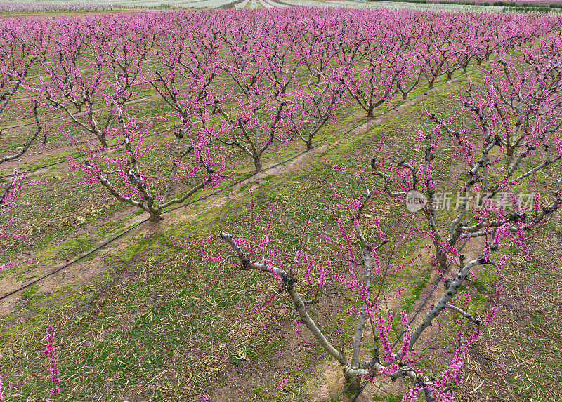春天，在西班牙的阿拉贡，桃树绽放出粉红色的花朵