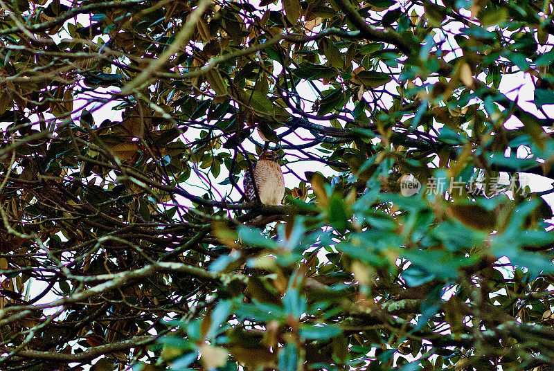 库柏鹰在木兰树上保持警惕