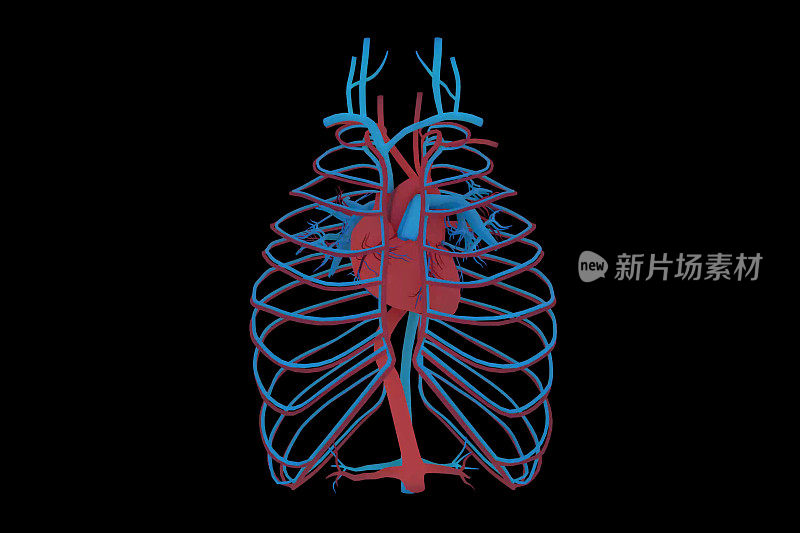 3D医学概念