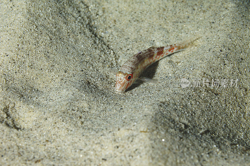 水下有条纹的红色鲻鱼，生活在深海的鲻鱼生活在地中海的沙质海底，是潜水者的视角
