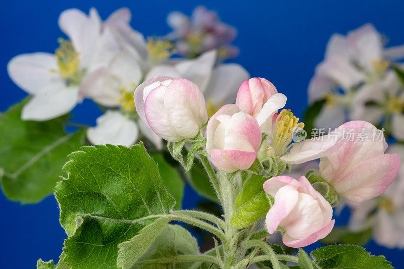 一棵苹果树的照片，白色的花朵盛开，生长在蓝色的背景上。海棠盛开的花。白色的小花，在白色的背景上生长和盛开。