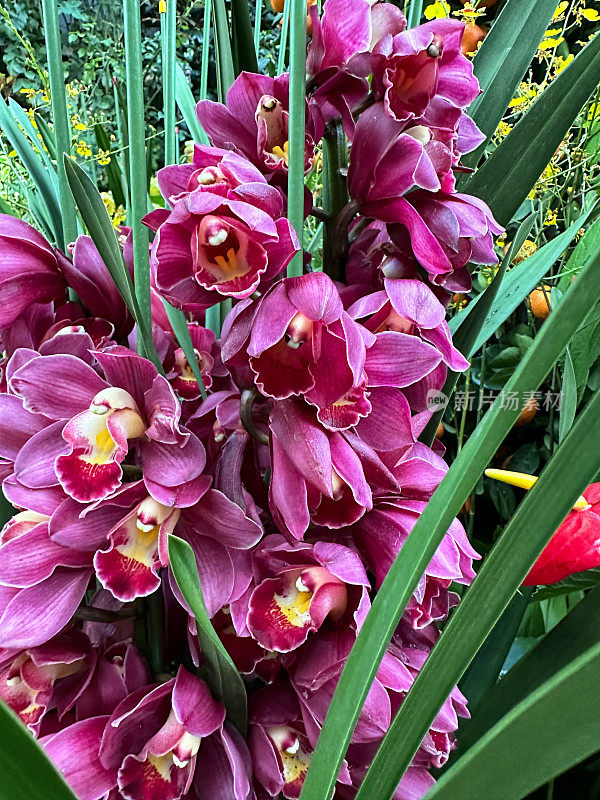 异国兰花花圃边缘展示的特写图像，粉红色的花和绿色的叶子的插花，重点在前景