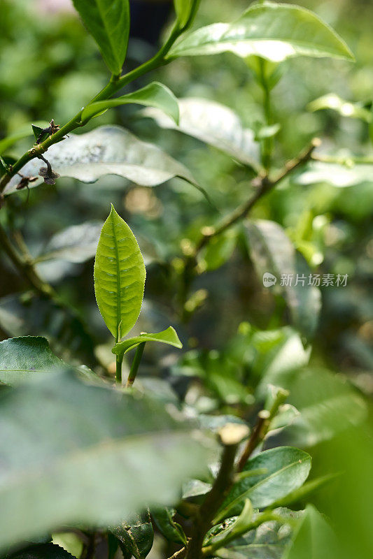 茶园里的新鲜茶叶。