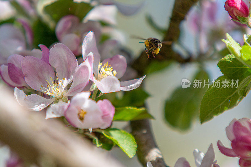 飞着的蜜蜂靠近苹果花