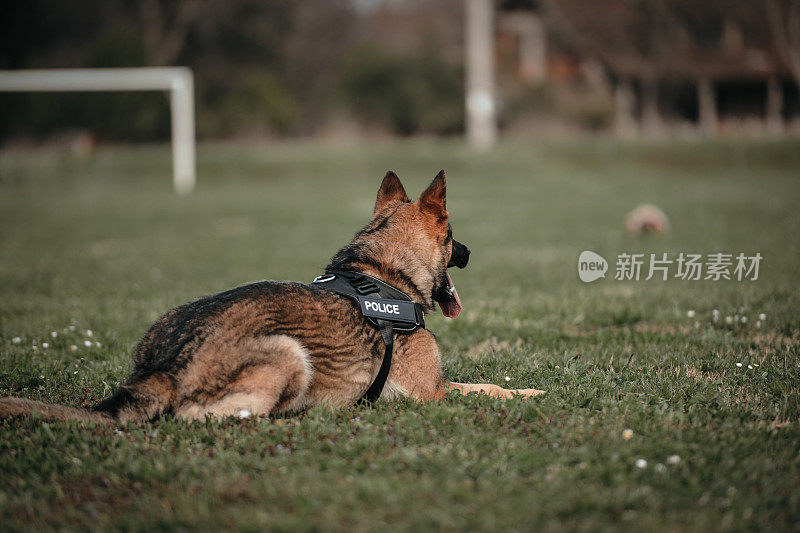 警犬