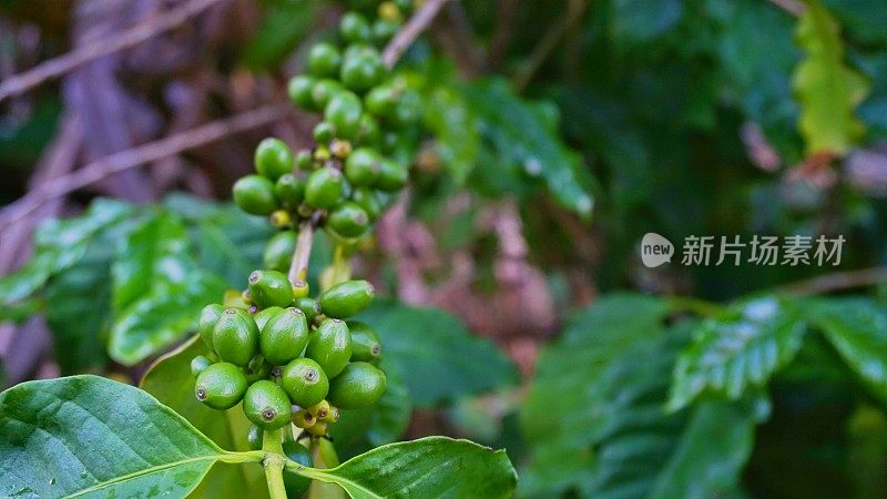 生咖啡豆，咖啡树