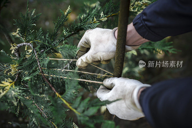 园丁正在捆扎柏树的树枝