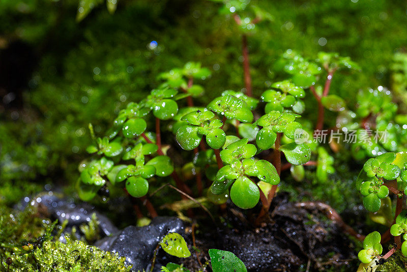 热带植物和苔藓植物