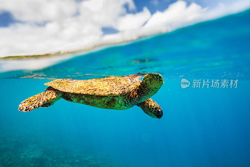 从水下观看的绿海龟在海洋表面游泳的特写