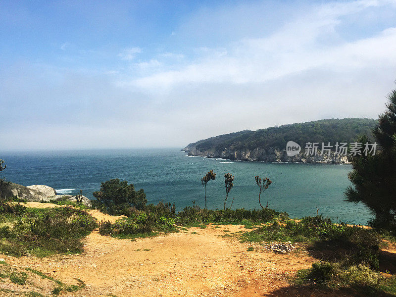 自然背景。大海，天空和森林的背景