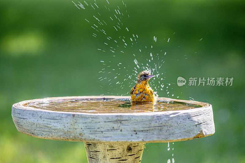 水塘的北黄鹂