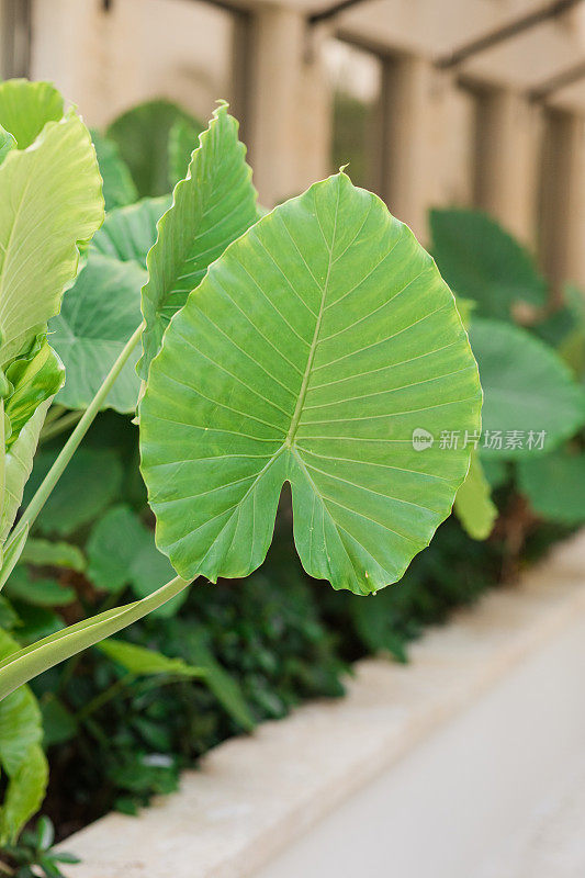 郁郁葱葱的绿色“象耳草”植物-象耳草在佛罗里达州棕榈滩