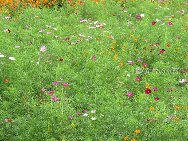 日本。九月底。长满宇宙花的草地。