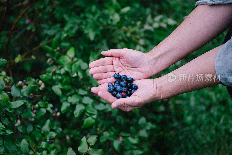 一把新鲜蓝莓