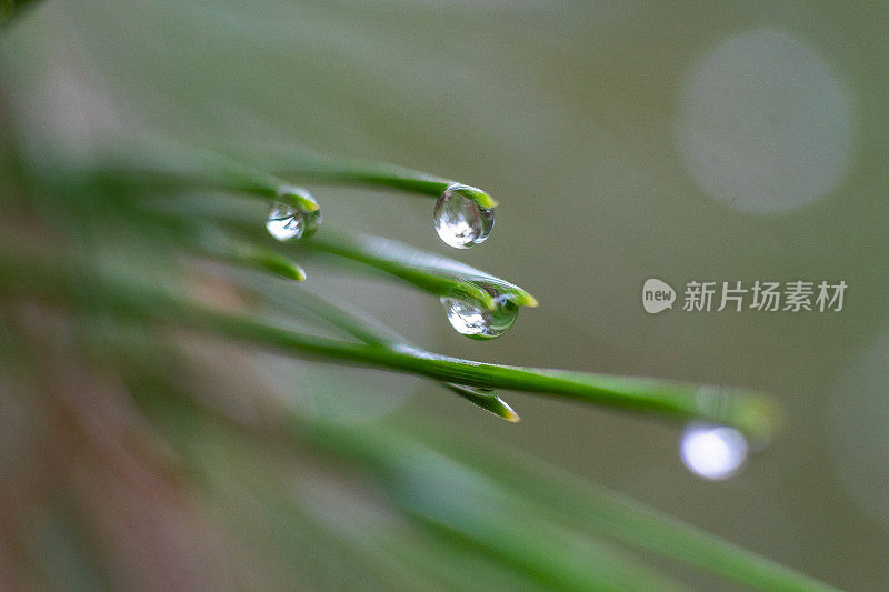 松树叶子上的雨滴